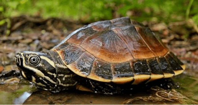 喜暖怕寒的食螺龟，养龟朋友要谨慎