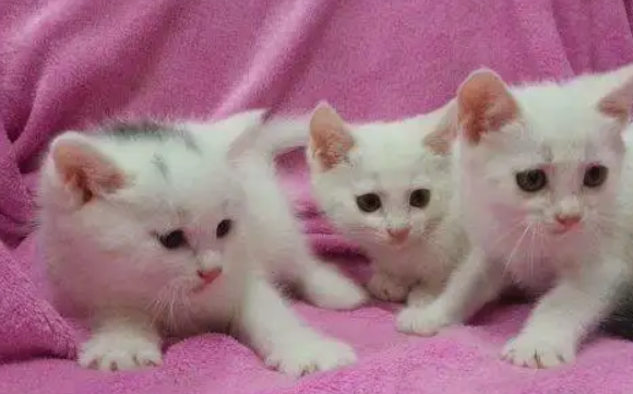 2个月的小猫咪拉稀是怎么回事?解决办法在这里 2个月的小猫咪拉稀是怎么回事?解决办法在这里