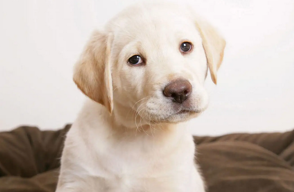 学会这些方法，轻松面对狗狗狂叫发牢骚！