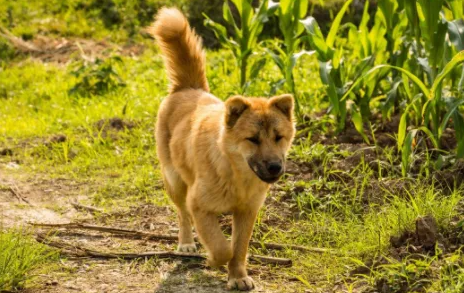 狗打架为什么不用爪子挠？感兴趣的宠主可以来看看！