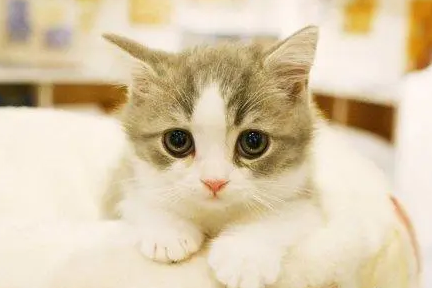 猫咪难产怎么帮着助产？一起来看看吧！