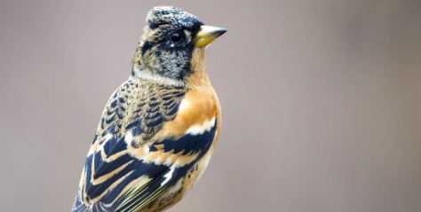 今日科普:燕雀吃什么? 今日科普:燕雀吃什么?