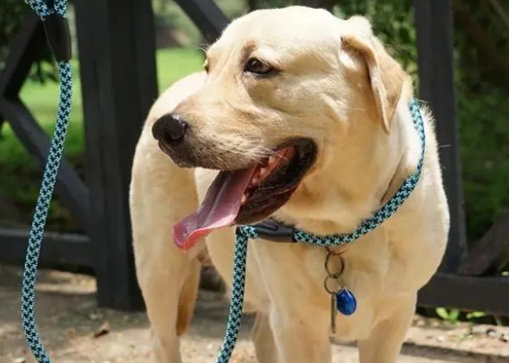 用这种牵引绳，只能是狗遛你！