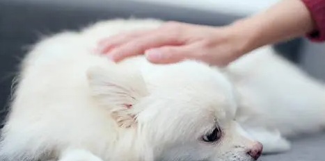 突然换狗粮拉稀怎么办？主人不得不了解