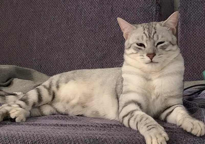 渐层身上有黄毛不一定是串哦，也可能是营养不良