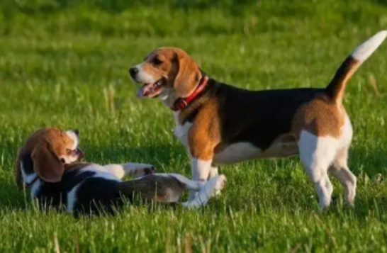 米格鲁猎犬能长多高，来了解一下吧~