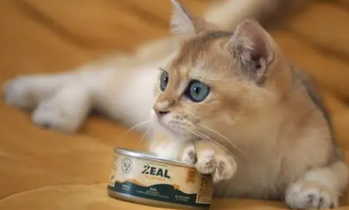 剧透｜ZEAL即将上市一款年度主打神秘新品“0号罐”