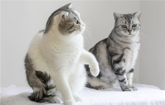 想要了解英短幼猫失败的品相?请看这里! 想要了解英短幼猫失败的品相?请看这里!