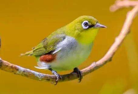 养绣眼鸟用什么笼子好?看完这篇文章你就知道了! 养绣眼鸟用什么笼子好?看完这篇文章你就知道了!