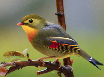 相思鸟怕冷吗？快来了解一下吧~
