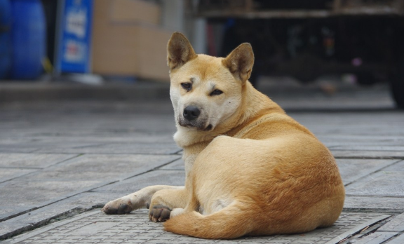 98%的人养过这种狗，有你吗？