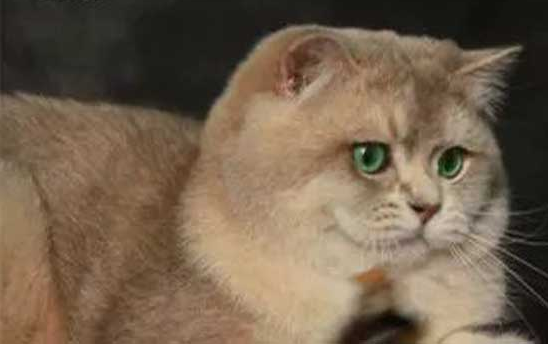 金渐层价格如此之高,是什么原因呢? 金渐层价格如此之高,是什么原因呢?