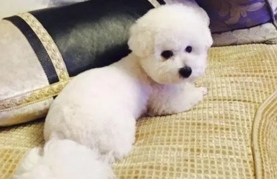 养比熊犬需要准备什么用品？新手来看看