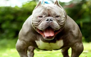 恶霸犬咬人吗？这篇文章给你答案！