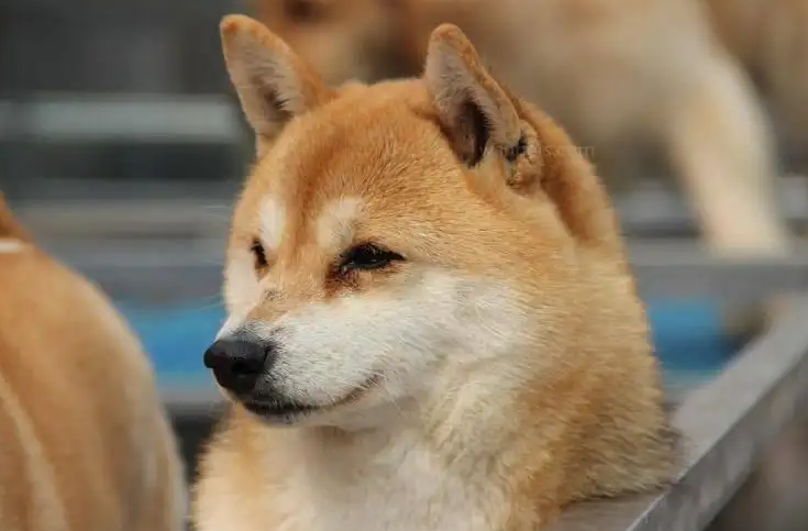 柴犬跟秋田犬有什么区别，铲屎官们一定要知道