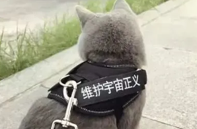 猫牵引绳怎么选择，来看看这里