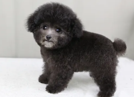 泰迪太粘人了怎么办?掌握这些你就轻松一些! 泰迪太粘人了怎么办?掌握这些你就轻松一些!