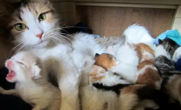 母猫和小猫在一起怎么断奶?这几个方法要收好 母猫和小猫在一起怎么断奶?这几个方法要收好