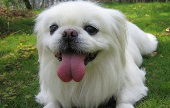 京巴狗能吃木耳吗？本篇文章告诉你