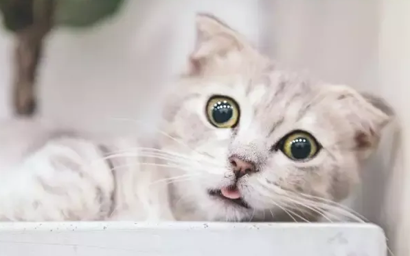 ZEAL真致·你的猫咪正在向你驶来，装备准备好了吗！