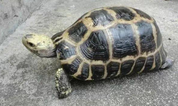 国龟是什么龟？感兴趣的铲屎官可以看看