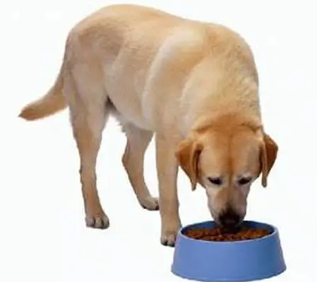 今日科普：换狗粮拉稀用换回去吗