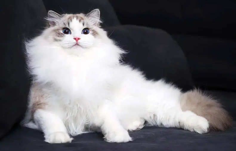 安检能扫出来猫吗？不要抱有侥幸心理