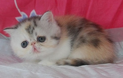 三花加菲猫值钱吗？看看你就知道了！