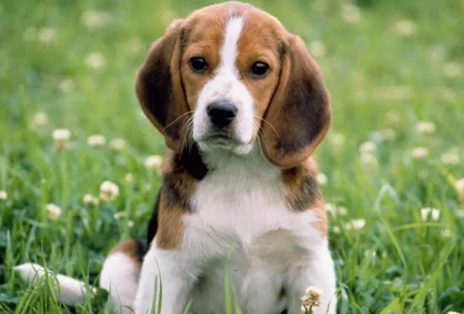 狗狗皮肤发红瘙痒是什么原因？快来了解下吧~