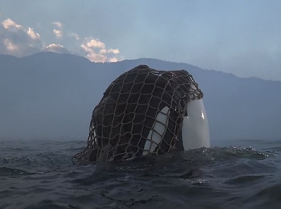 人鱼童话3(1997)的剧照 人鱼童话3(1997)的剧照