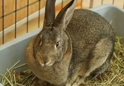 多瓦夫兔的饲养方法，新手快来学！