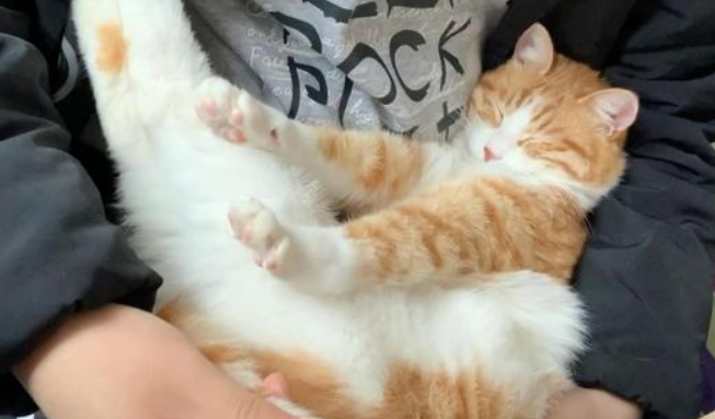 猫咪为什么喜欢睡在主人的旁边？遇到这种猫咪有福了！