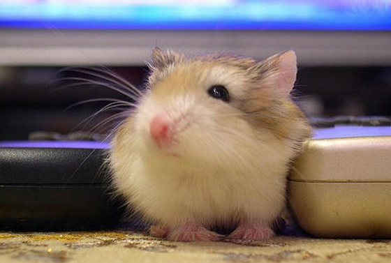 仓鼠怎么喝水？牢记这些可让鼠鼠健康成长