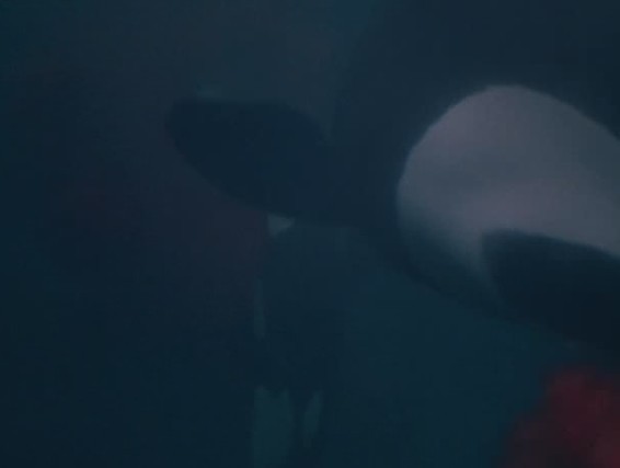 人鱼童话3(1997)的剧照 人鱼童话3(1997)的剧照