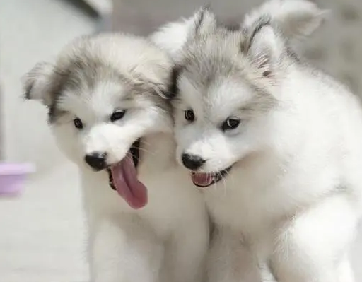 阿拉斯加能听懂人话吗？需要长时间的训练