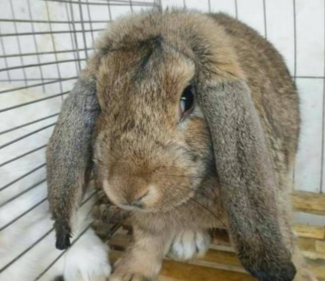 公羊兔最大有几斤,养的人来看看吧