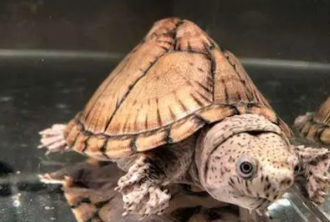 剃刀龟多大成年？想养的人看一看