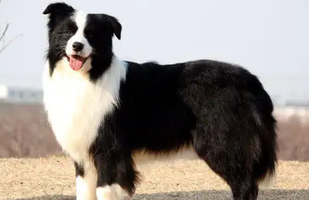 边牧与蝴蝶犬的区别，本文告诉你~