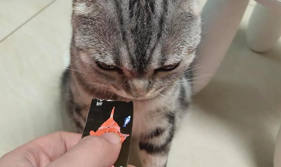 猫咪为什么那么爱吃猫条?喂食猫条的注意事项都在这里 猫咪为什么那么爱吃猫条?喂食猫条的注意事项都在这里