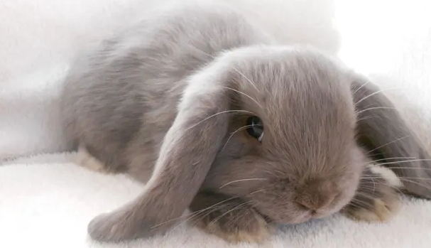 一起来看看养英国迷你垂耳兔会不会很臭~