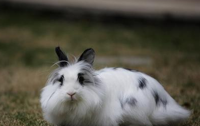 狮子兔喂养方式,快来学一学! 狮子兔喂养方式,快来学一学!