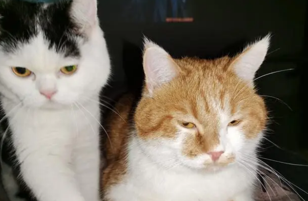 蓝猫和橘猫生出什么猫，你见过吗