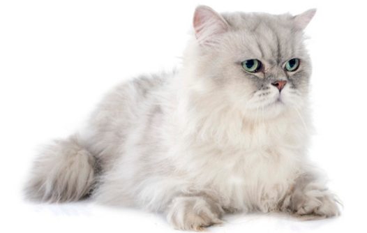 蓝白英短多大开始发育，作为铲屎官你一定要注意~