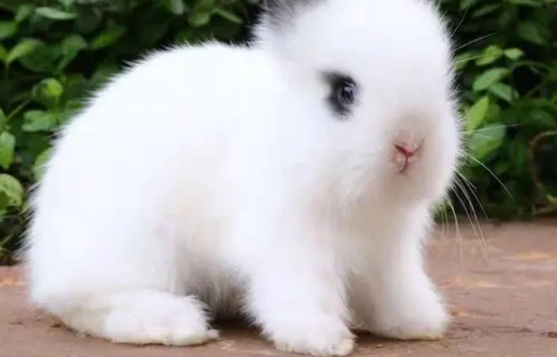 侏儒海棠兔的食物选择看这就够了！