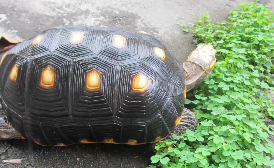 饲养红腿陆龟适合的温度和环境是这样的