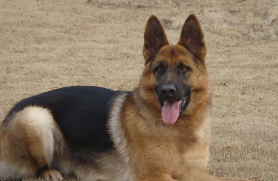 德国牧羊犬购买渠道有多种