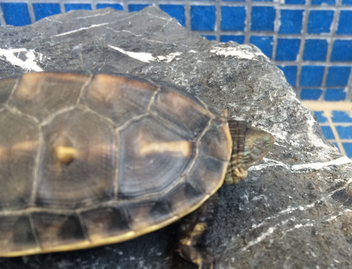 宠主注意啦，乌龟流鼻涕可能是出现了这几种情况！