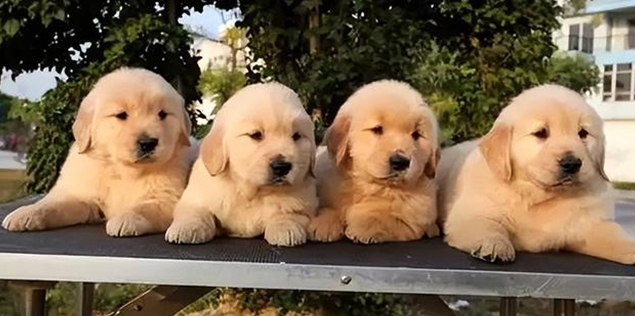 尖嘴金毛和宽嘴金毛哪一个好？区别是什么？