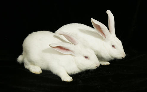 日本大耳白兔一般长多重？来看看你家兔子是否达标~