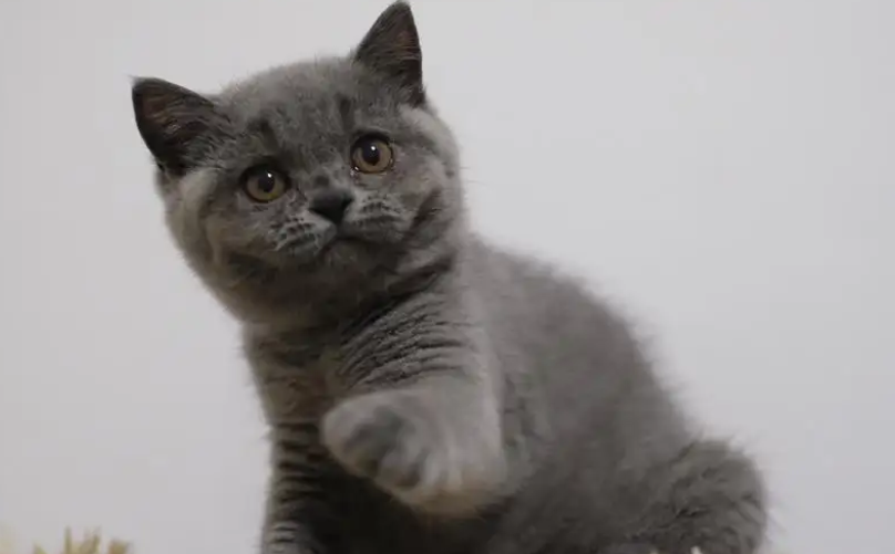 英短蓝猫脸尖就是不纯吗？这篇文章给你答案
